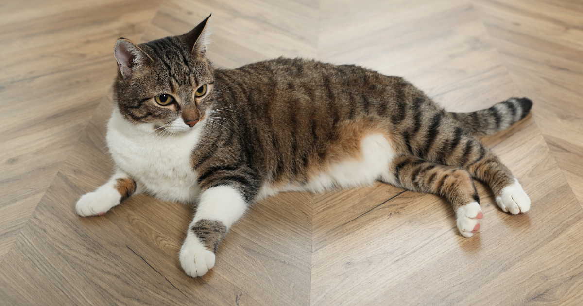 Cat on newly installed waterproof flooring